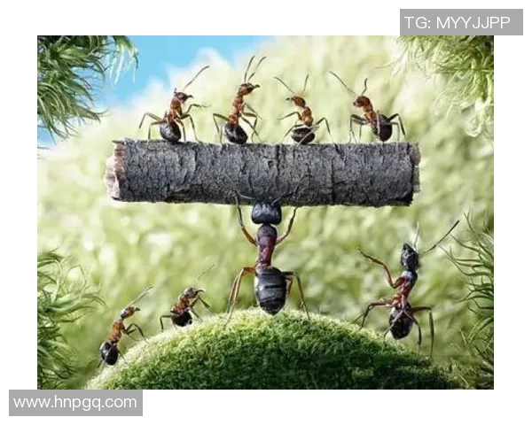 古代足球明星蚂蚁森林的传奇故事与现代环保理念的完美结合